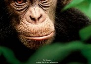 El chimpancé se ve reflejado en el comportamiento del hombre