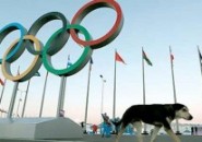 Crimen o regulación de animales: Sochi y la sobrepoblación de perros y gatos